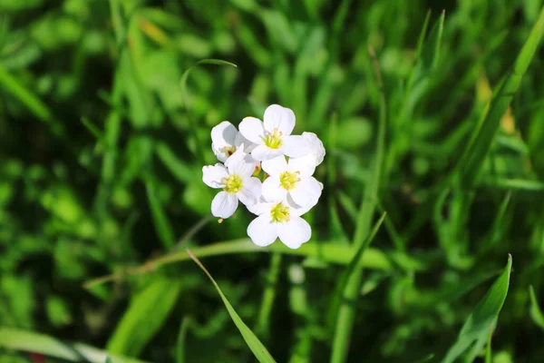 Саду Растут Белые Цветы Арабиса Зеленая Трава — стоковое фото
