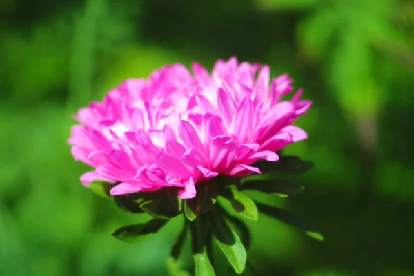 Саду Расцветает Розовый Цветок — стоковое фото