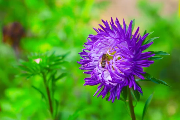 Violet Λουλούδι Aster Μέλισσα Μέσα Ανθίζει Στον Κήπο — Φωτογραφία Αρχείου