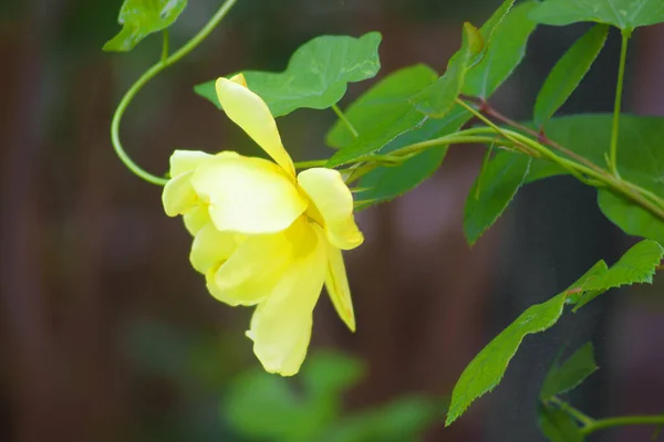 Prachtige Gele Bloem Een Klimplant — Stockfoto