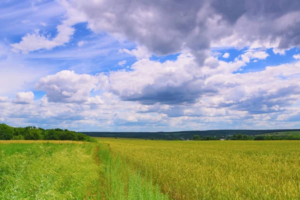 Pšeničné Pole Vpravo Louka Vlevo Létě Krásná Obloha Mraky — Stock fotografie