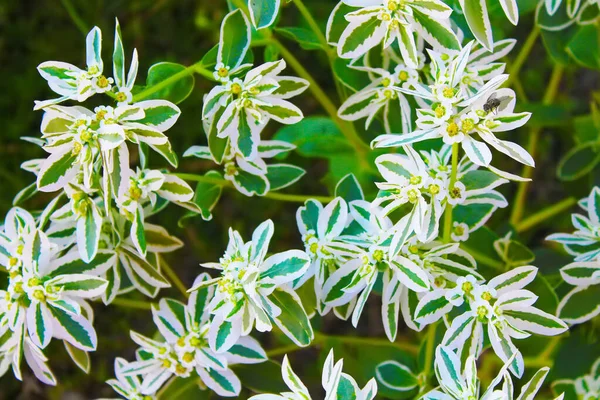 Euphorbia Marginata Сніг Горі Також Відомий Хмарний Прерії Різноманітний Шпори — стокове фото