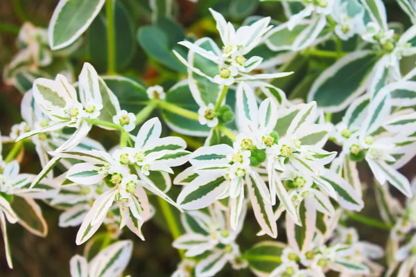 Euphorbia Marginata Snow Mountain Also Known Clouded Prairie Variegated Spurge — Stock Photo, Image