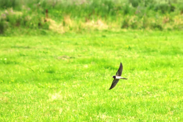 スイフトは緑の草の上を飛んでいる — ストック写真