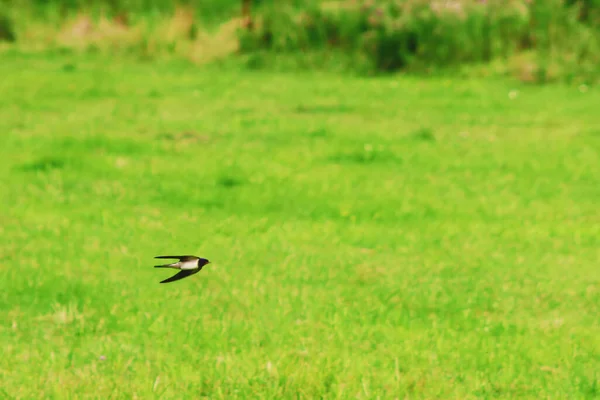 Swift Survole Herbe Verte — Photo