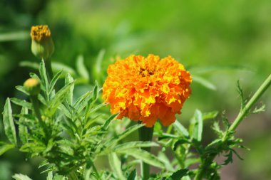 Bahçede Marigold (Tagetes erecta, Meksika kadife çiçeği, Aztek kadife çiçeği, Afrika kadife çiçeği)