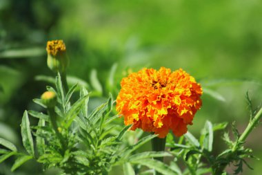 Bahçede Marigold (Tagetes erecta, Meksika kadife çiçeği, Aztek kadife çiçeği, Afrika kadife çiçeği)