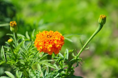 Bahçede Marigold (Tagetes erecta, Meksika kadife çiçeği, Aztek kadife çiçeği, Afrika kadife çiçeği)