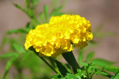 Bahçede Marigold (Tagetes erecta, Meksika kadife çiçeği, Aztek kadife çiçeği, Afrika kadife çiçeği)