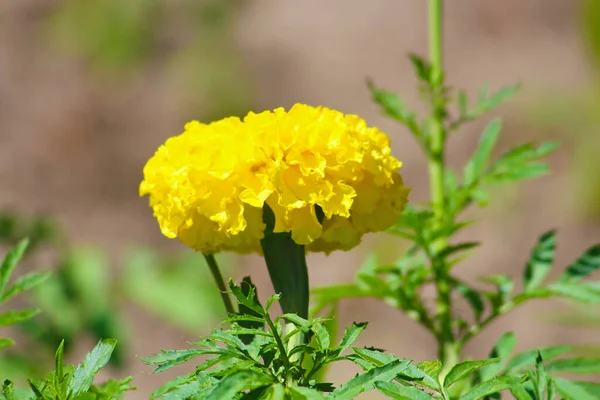 Ringelblume Tagetes Erecta Mexikanische Ringelblume Aztekische Ringelblume Afrikanische Ringelblume Garten — Stockfoto