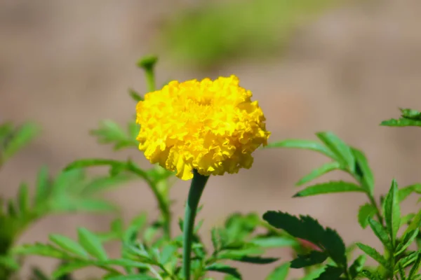 Caléndula Tagetes Erecta Caléndula Mexicana Caléndula Azteca Caléndula Africana Jardín — Foto de Stock