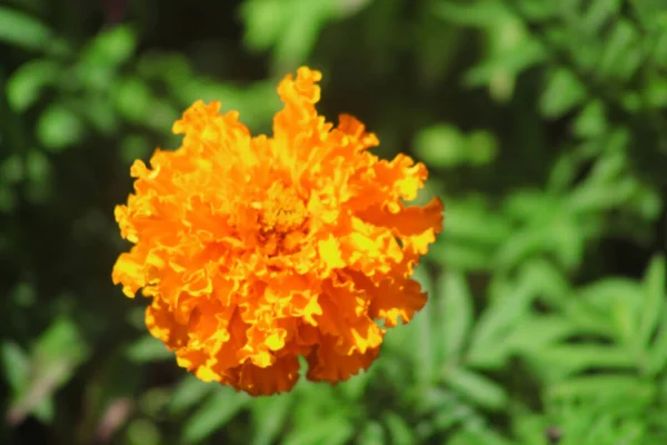 Marigold Tagetes Erecta Mexický Marigold Aztécký Marigold Africký Marigold Zahradě — Stock fotografie