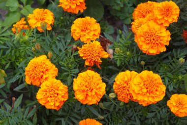 Bahçede turuncu kadife çiçekleri