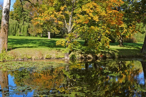 Alberi Nel Parco Che Crescono Vicino Lago Bellissimo Specchio Riflesso — Foto Stock