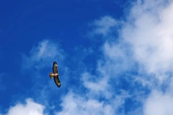 雲に包まれた青い空にワシが舞い上がる — ストック写真