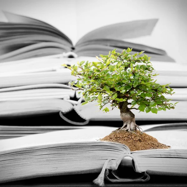 Group Opened Books Tree Growing Soil Concept Knowledge Education — Stock Photo, Image