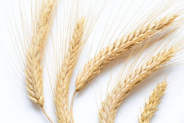 beyaz zemin üzerinde olgunlaşmış buğday