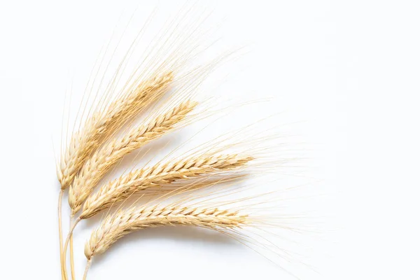 Ripe Wheat White Background — Stock Photo, Image