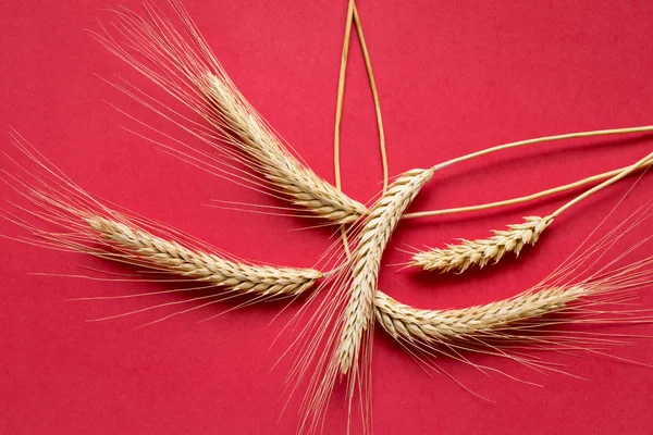 Ripe Wheat Red Background — Stock Photo, Image
