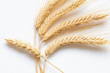 Beyaz arka plan yakın çekim Olgun buğday