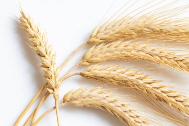 beyaz zemin üzerinde olgunlaşmış buğday