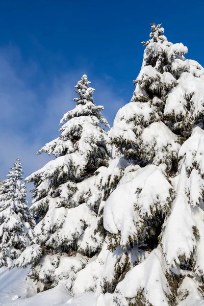 Potężne Świerki Zimą Przeciwko Błękitnemu Niebu Zimowe Krajobrazy — Zdjęcie stockowe