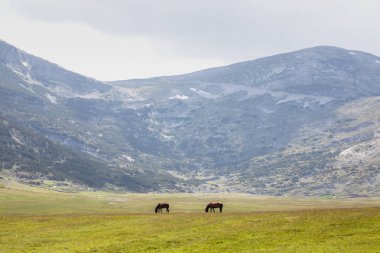 dağlarda bir sahada iki at
