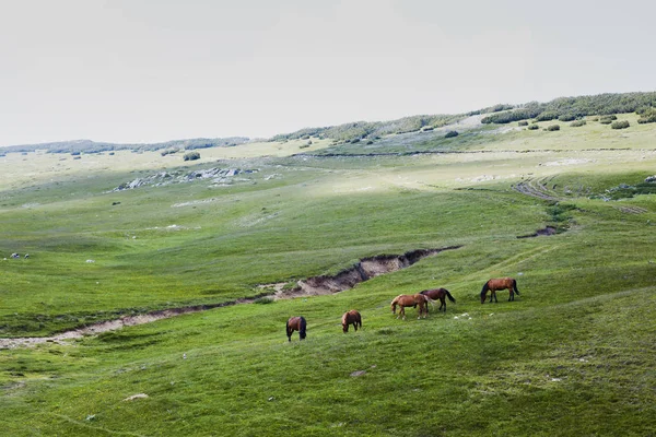 Cavalos Campo Nas Montanhas — Fotografia de Stock