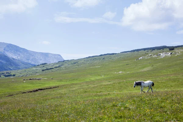 Cavalo Branco Campo Nas Montanhas — Fotografia de Stock
