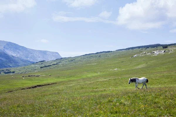 Caballo Blanco Campo Las Montañas — Foto de Stock