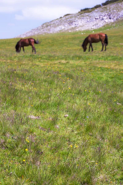 Dois Cavalos Campo Nas Montanhas Foco Grama — Fotografia de Stock