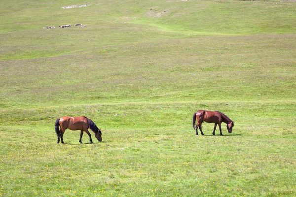 Dos Caballos Campo Las Montañas — Foto de Stock