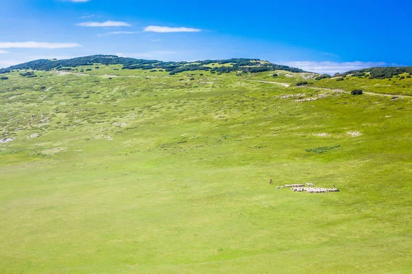 Herd Sheeps Dogs Couple Horses Large Green Field Mountains — Stock Photo, Image