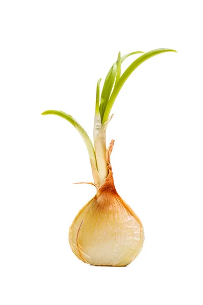 Beyaz Arka Plan Üzerinde Izole Yeşil Yaprakları Ile Filizlenen Soğan — Stok fotoğraf
