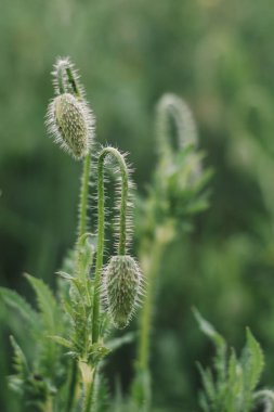 Yeşillik ile yeşil alan