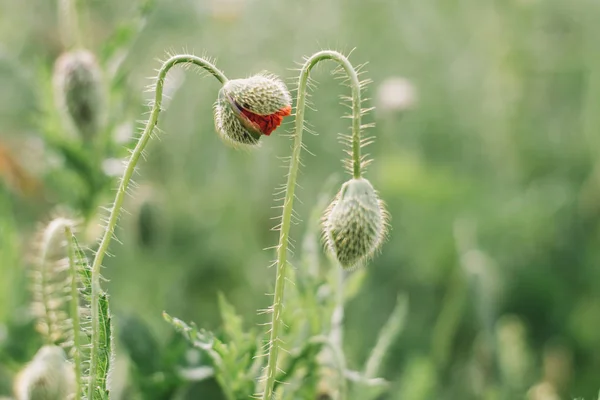 屋外のケシの花を開花 — ストック写真