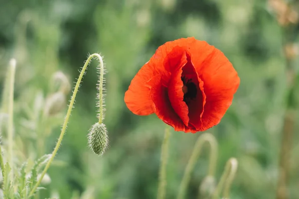 Poppy Groene Achtergrond — Stockfoto