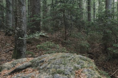 Orman. Orman sahne. Doğa. 