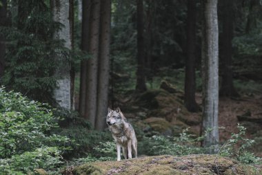 Orman kurt. Bayerischer Wald Milli Parkı, Almanya