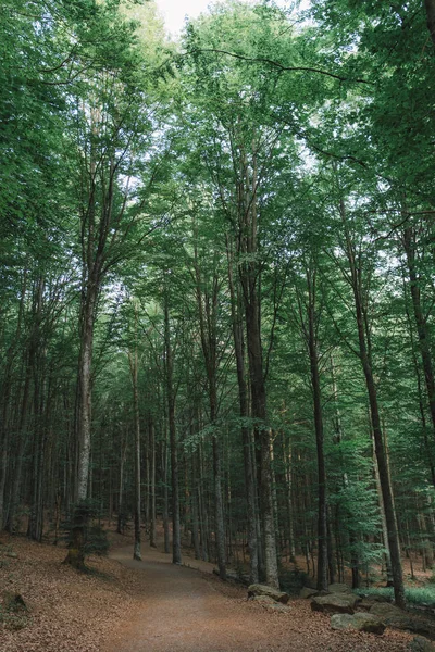 Orman Orman Sahne Doğa — Stok fotoğraf