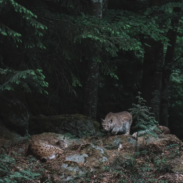 Рысь Лесу Национальный Парк Байеришер Вальд Германия — стоковое фото