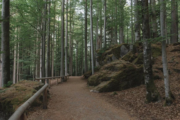 Δάσος Δασικό Τοπίο Φύση — Φωτογραφία Αρχείου