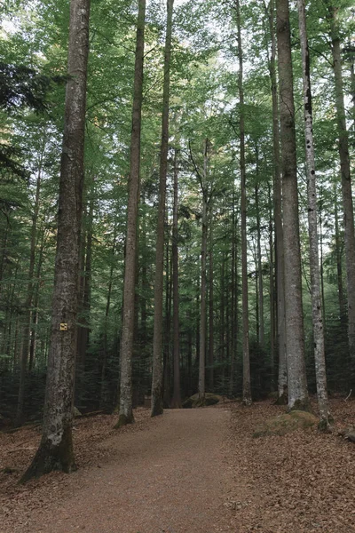 Bosque Paisaje Forestal Naturaleza —  Fotos de Stock