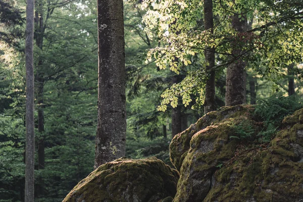 Les Lesní Krajina Příroda — Stock fotografie