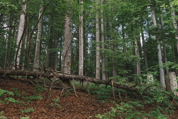 Bosque Paisaje Forestal Naturaleza —  Fotos de Stock