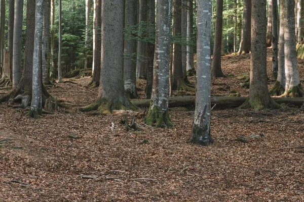 Bosque Paisaje Forestal Naturaleza —  Fotos de Stock