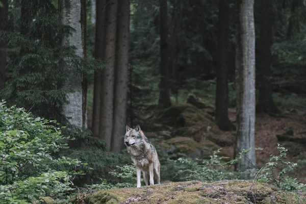 Волк Лесу Национальный Парк Байенфелд Германия — стоковое фото