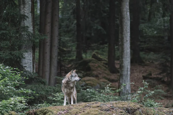 Lobo Floresta Bayerischer Wald National Park Alemanha — Fotografia de Stock