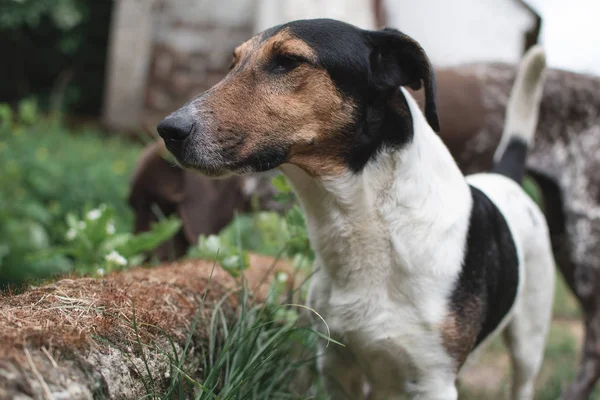 小猎犬在花园里摆姿势 — 图库照片