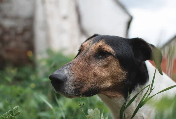 Портрет Собаки Открытом Воздухе — стоковое фото